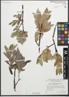 Foto von Salix glaucosericea Flod.